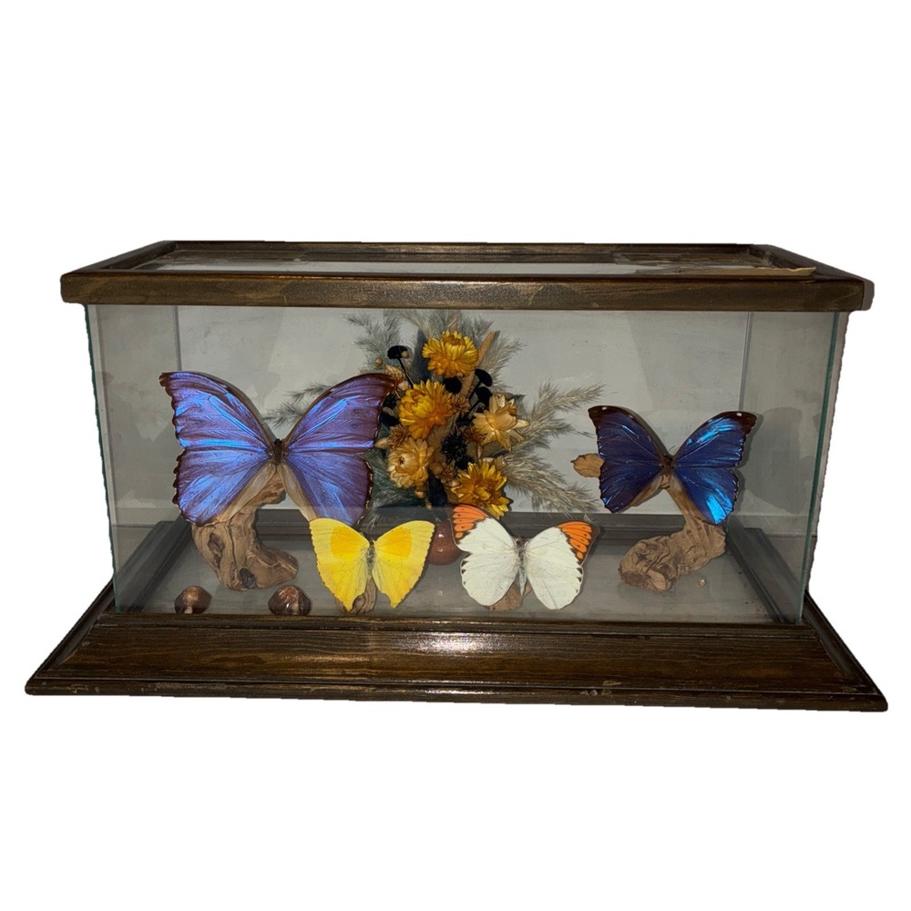 Butterfly Creations Box Floral 4 Specimen Glass Wood Large 19x9.5x9" Vintage‎